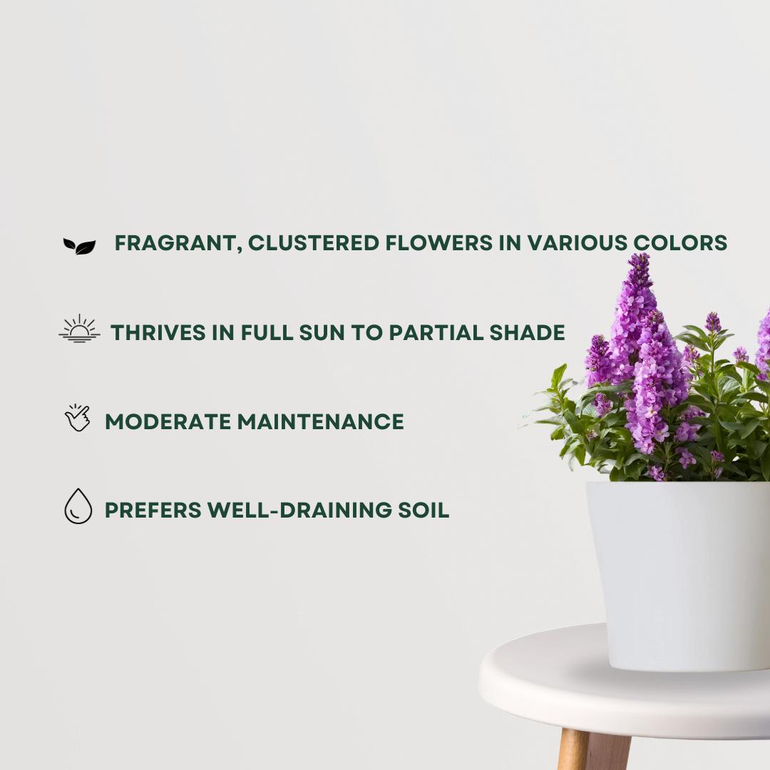 Stock Flowers Plant