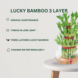 Anti-stress indoor plant combo