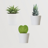 Succulent Plant Combo
