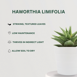 Combo pack of assorted succulents