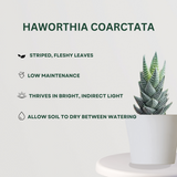 Combo pack of assorted succulents