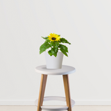 Sunflower plant for pots and fields