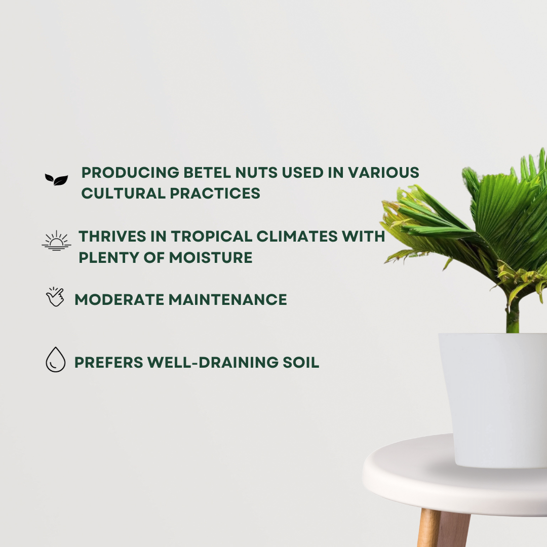 Supari tree for backyard plantation