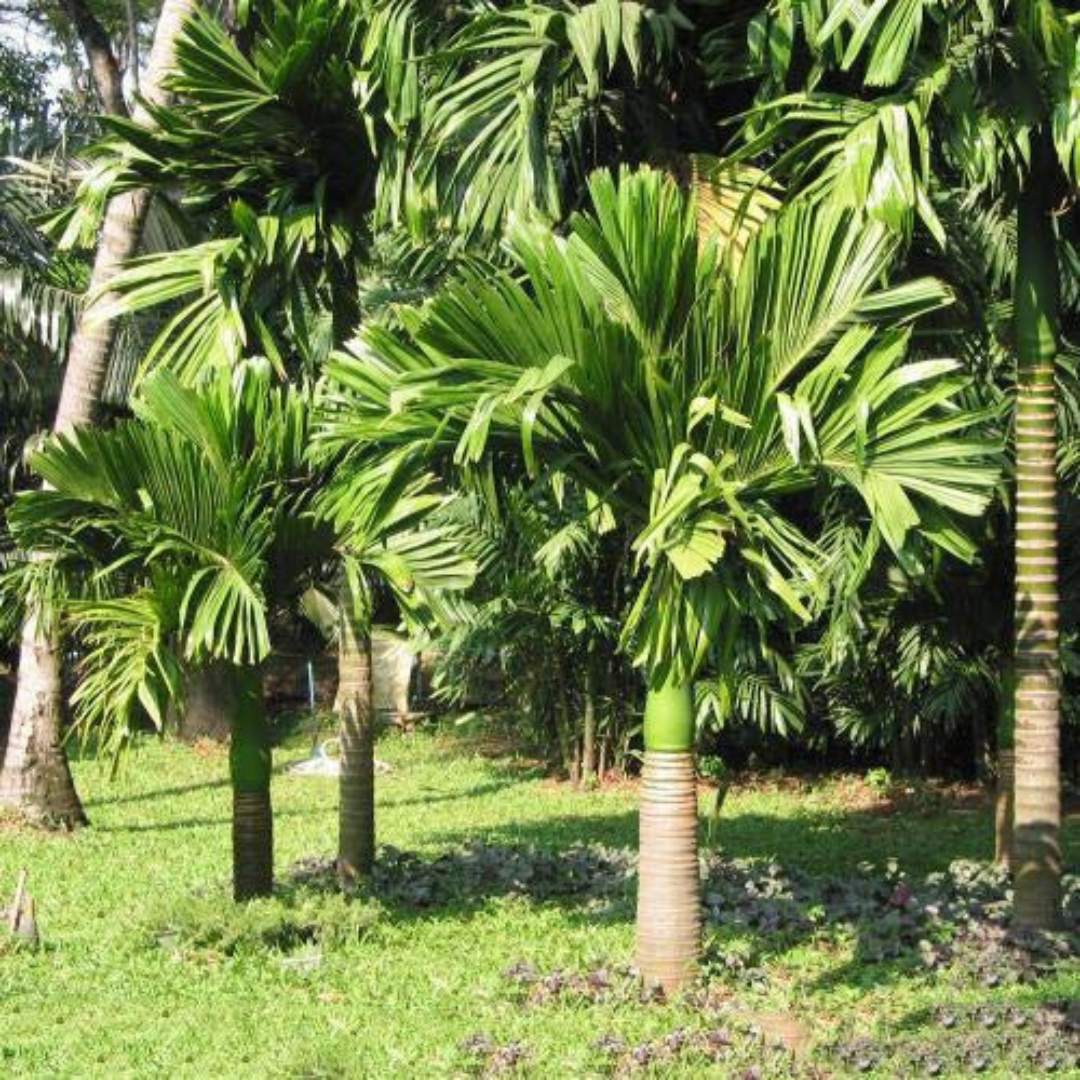 Supari tree for backyard plantation