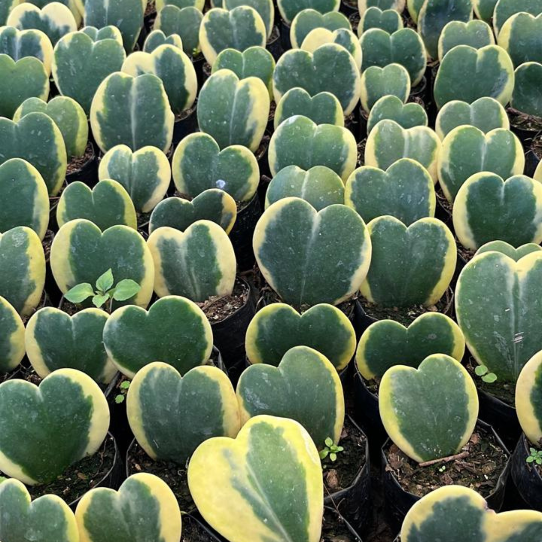 Hoya kerrii – sweetheart plant