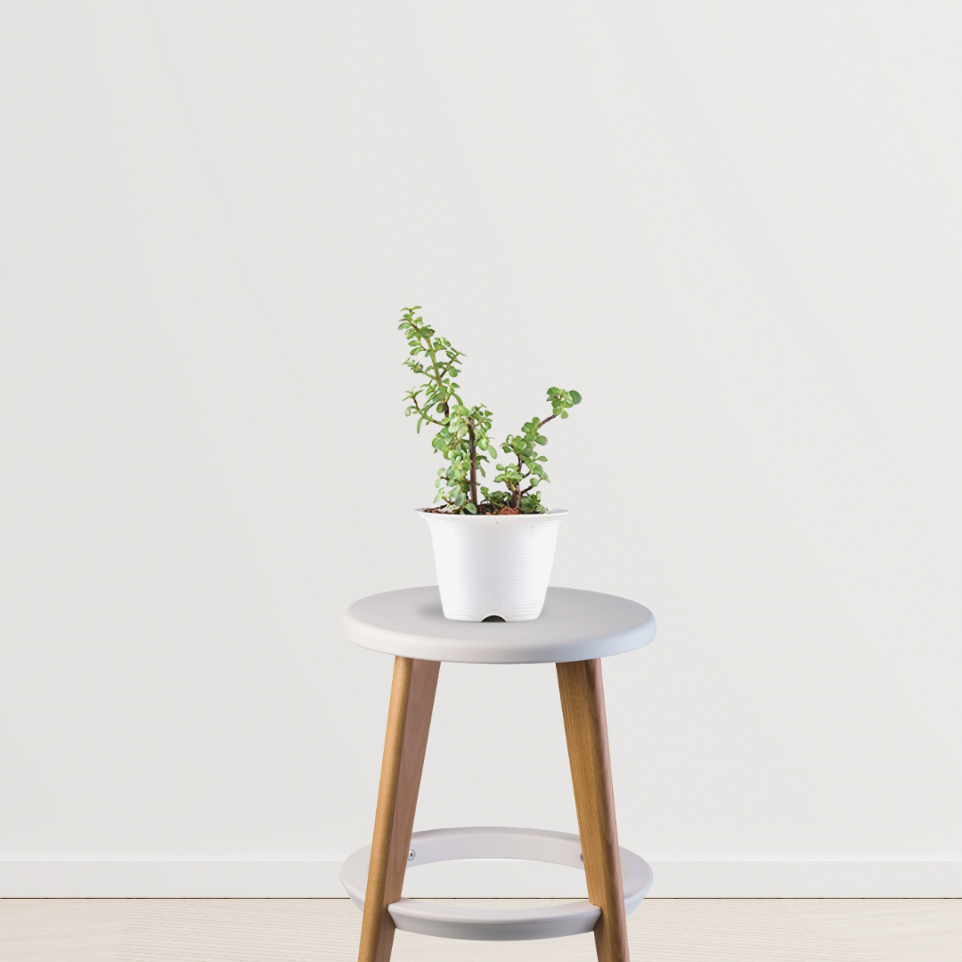 Lucky jade plant for gifting
