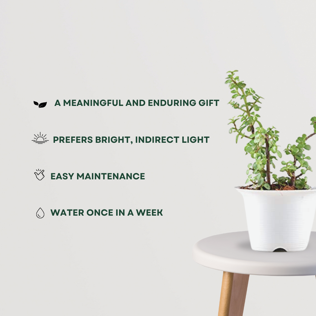 Lucky jade plant for gifting