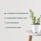 Lucky jade plant for gifting