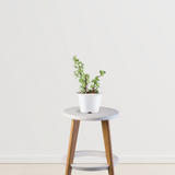 Symbol of Friendship Jade Plant