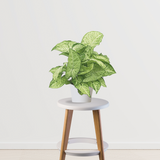 Syngonium indoor foliage plant