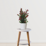Syzygium Plant