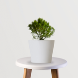 Table Kamini Plant - The Ultimate Stress Reliever