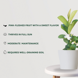 Taiwan pink guava (Amrud) plant