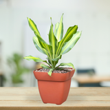 Terracotta Square Planter