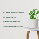 Tulsi (Holy Basil) indoor plant