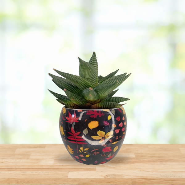 Haworthia Plant and Pot Combo The Perfect Gift for Every Occasion