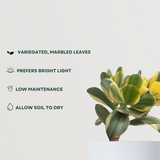 Variegated Crassula Ovata plant