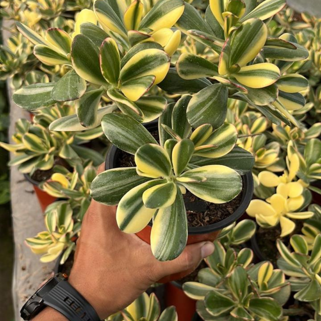 Variegated Crassula Ovata plant