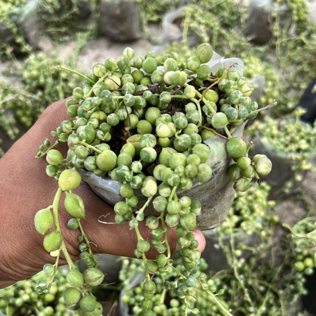 Variegated string of pearls succulent