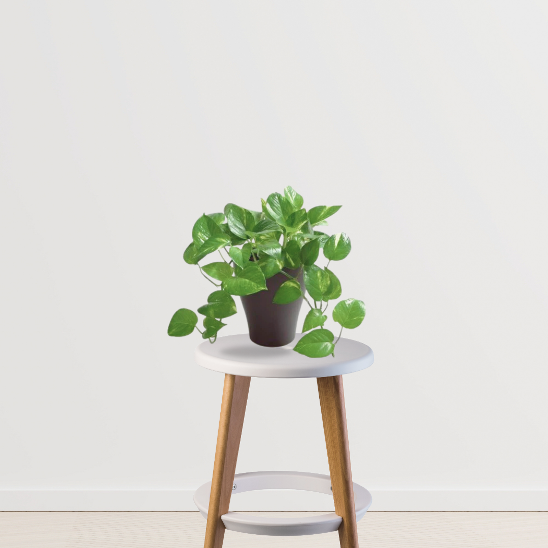 Vibrant green money plant for decor