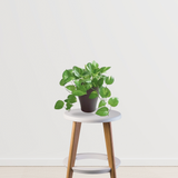Vibrant Green Money Plant