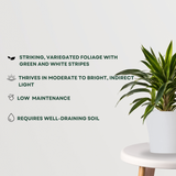 Dracaena Warneckii indoor plant