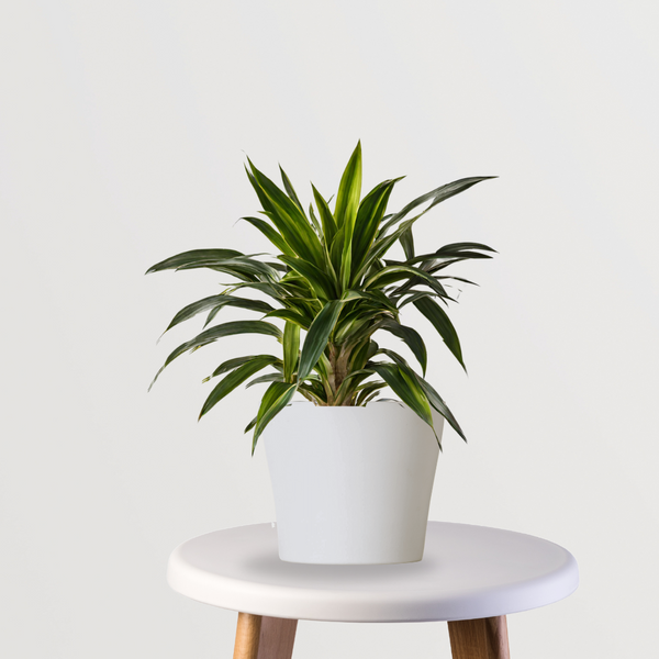 dracaena warneck Warneck Dracaena – Gardengram