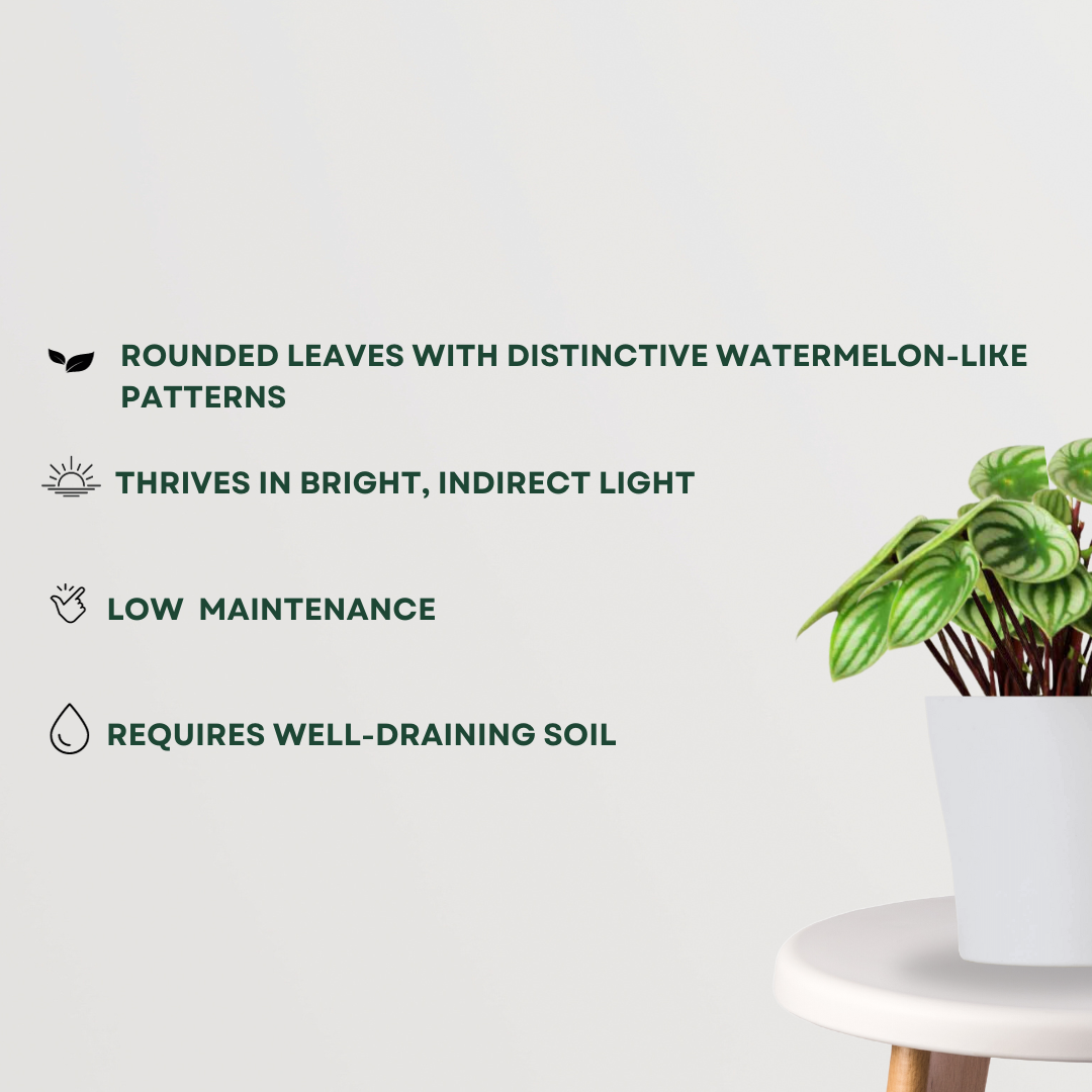 Watermelon peperomia indoor plant
