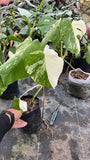 Monstera Alba variegated plant