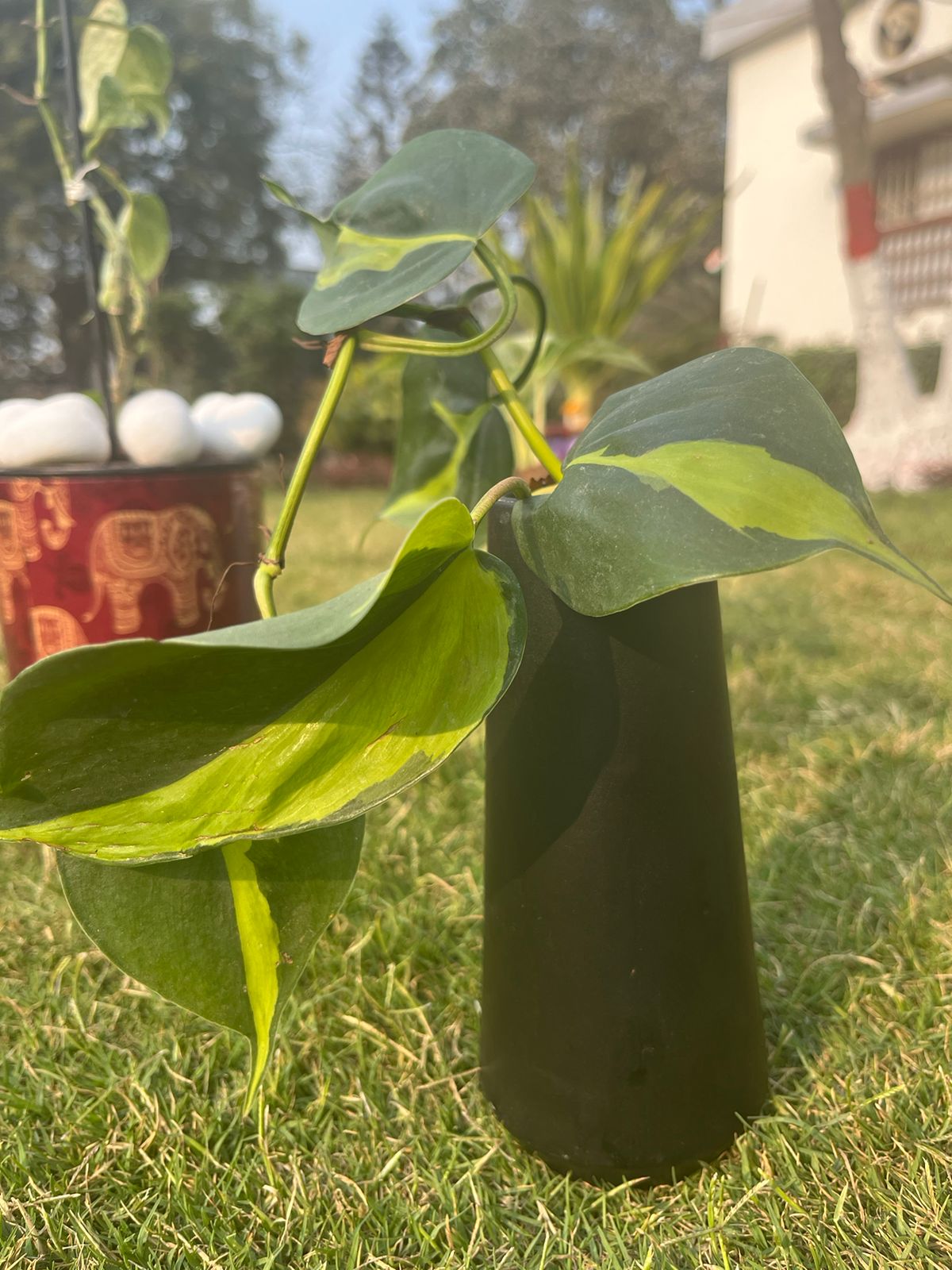 Variegated Philodendron with ceramic pot