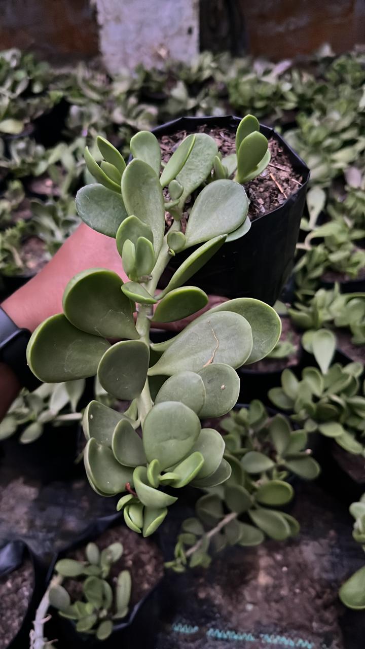 Hanging jade money plant for balcony