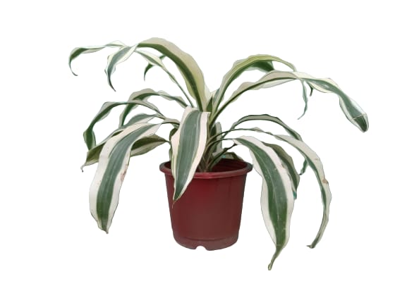 Dracaena Victoria houseplant