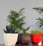 Self-watering pot set - Chatura