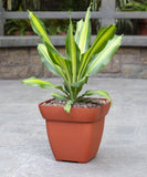 Square terracotta pot for small plants