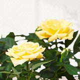 Yellow rose plant for home garden