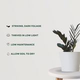 Raven black ZZ plant - air purifier