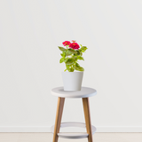 Zinnia flowering plant
