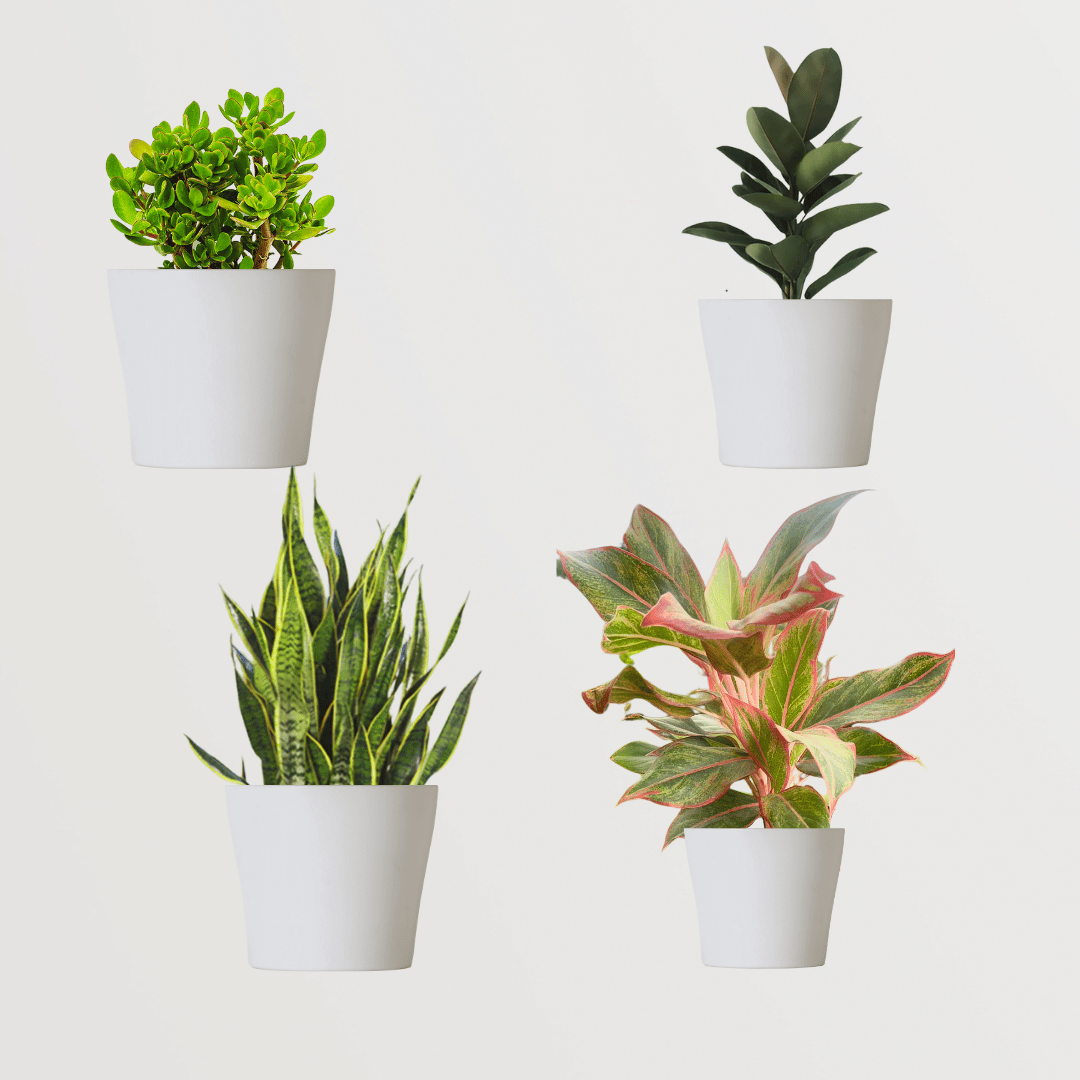 Air-cleaning plants combo