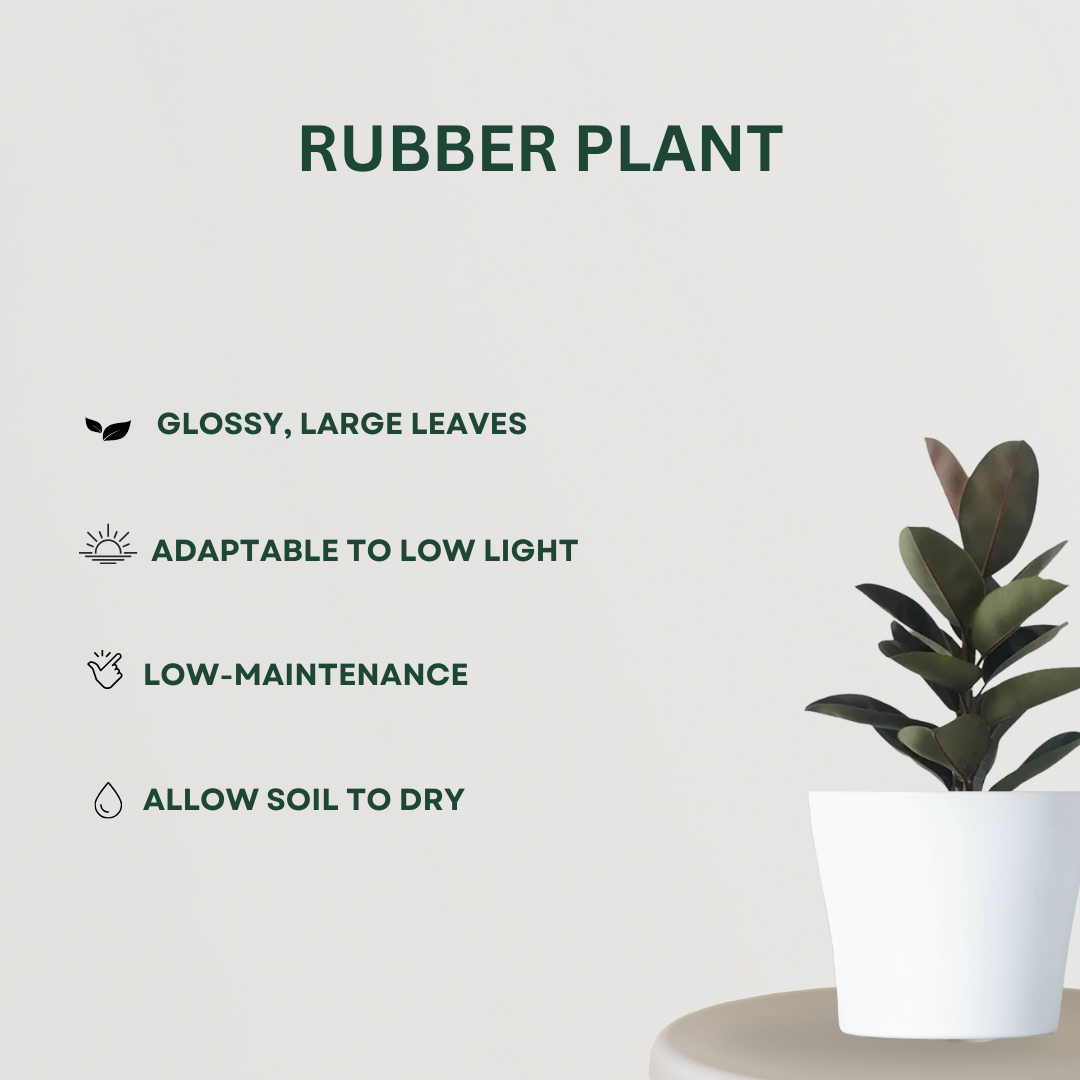 Air-cleaning plants combo