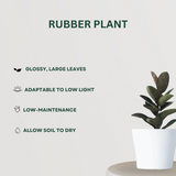 Air-cleaning plants combo