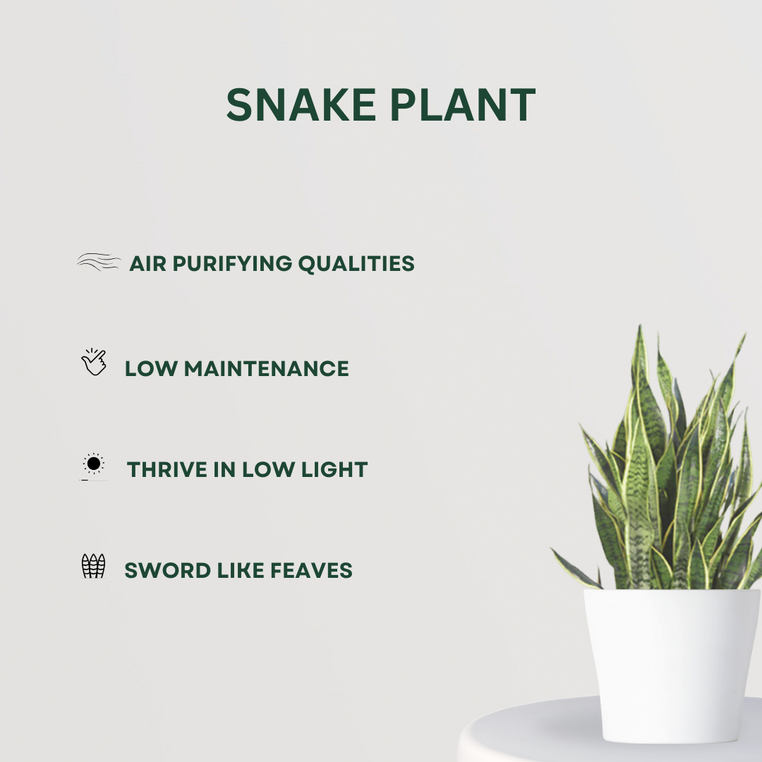 Air-cleaning plants combo