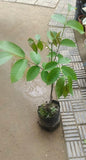 Akhrot tree sapling for cultivation