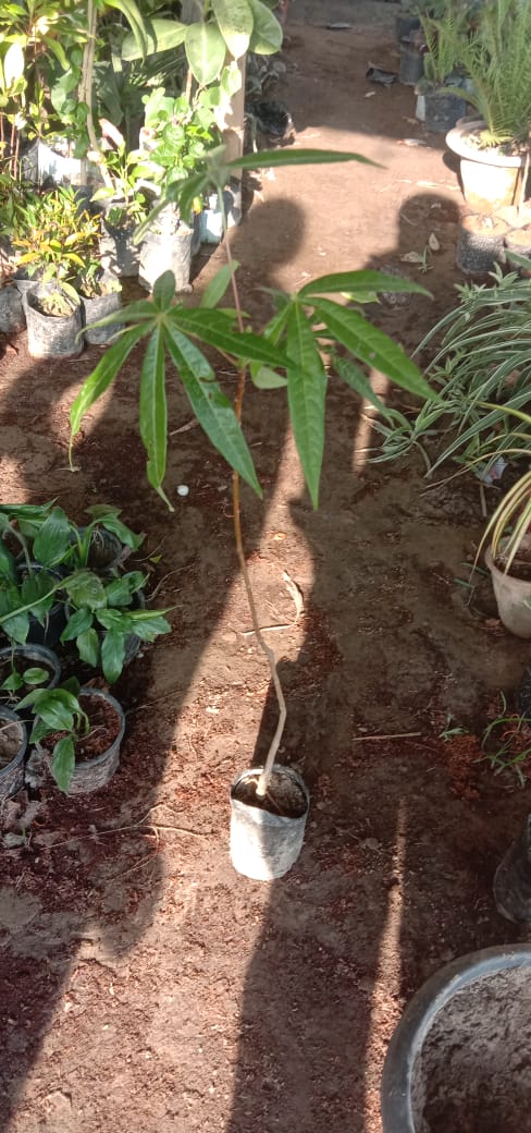 Akhrot tree sapling for cultivation