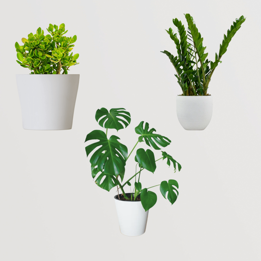 Monstera, Crassula, ZZ plant set