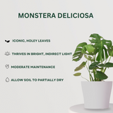 Monstera, Crassula, ZZ plant set