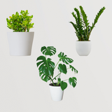 Exquisite Combo of Monestra, ZZ Plant, Ovata Crassula