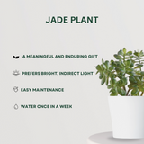 Pothos, Jade, Evergreen combo