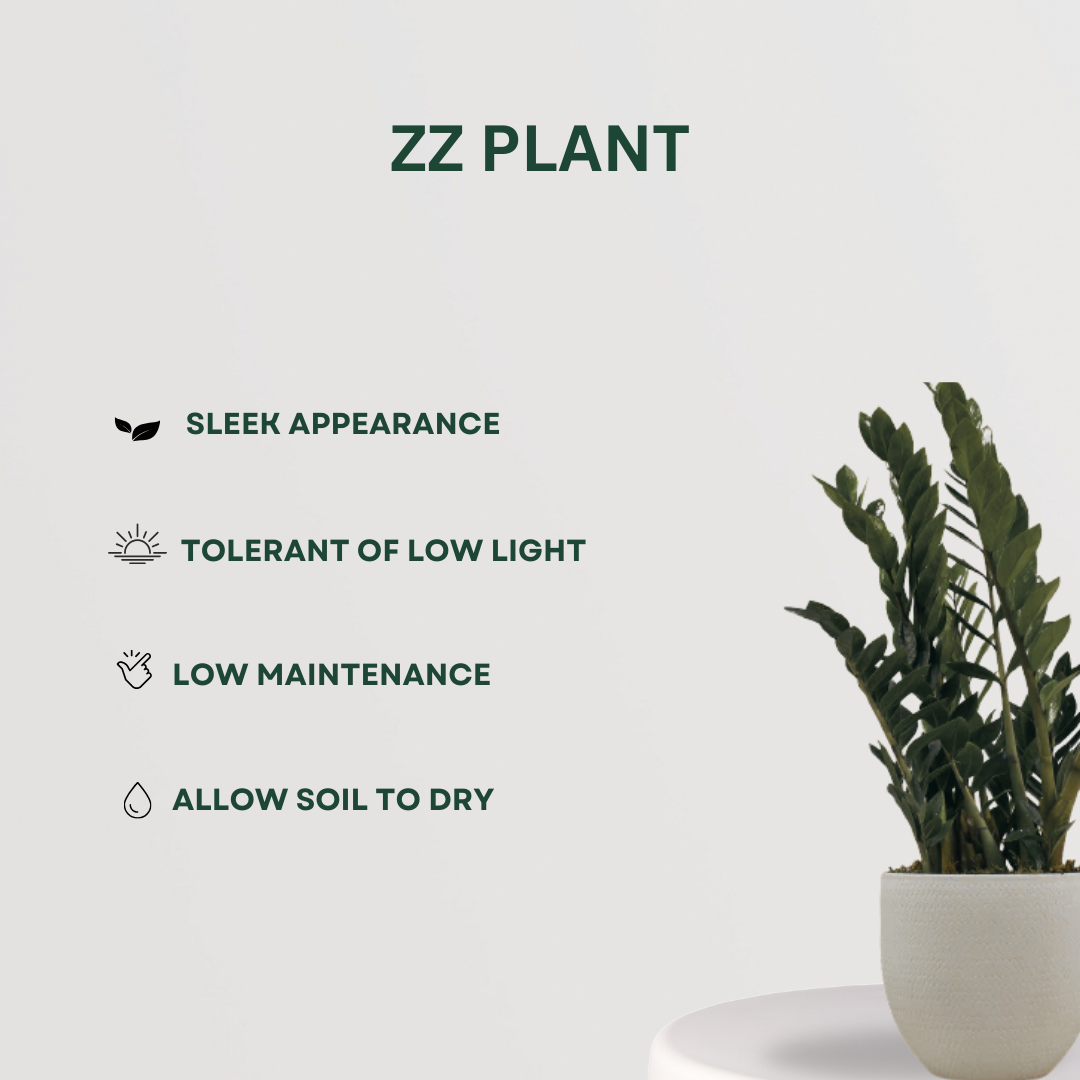 Exquisite plant combo - set of 4