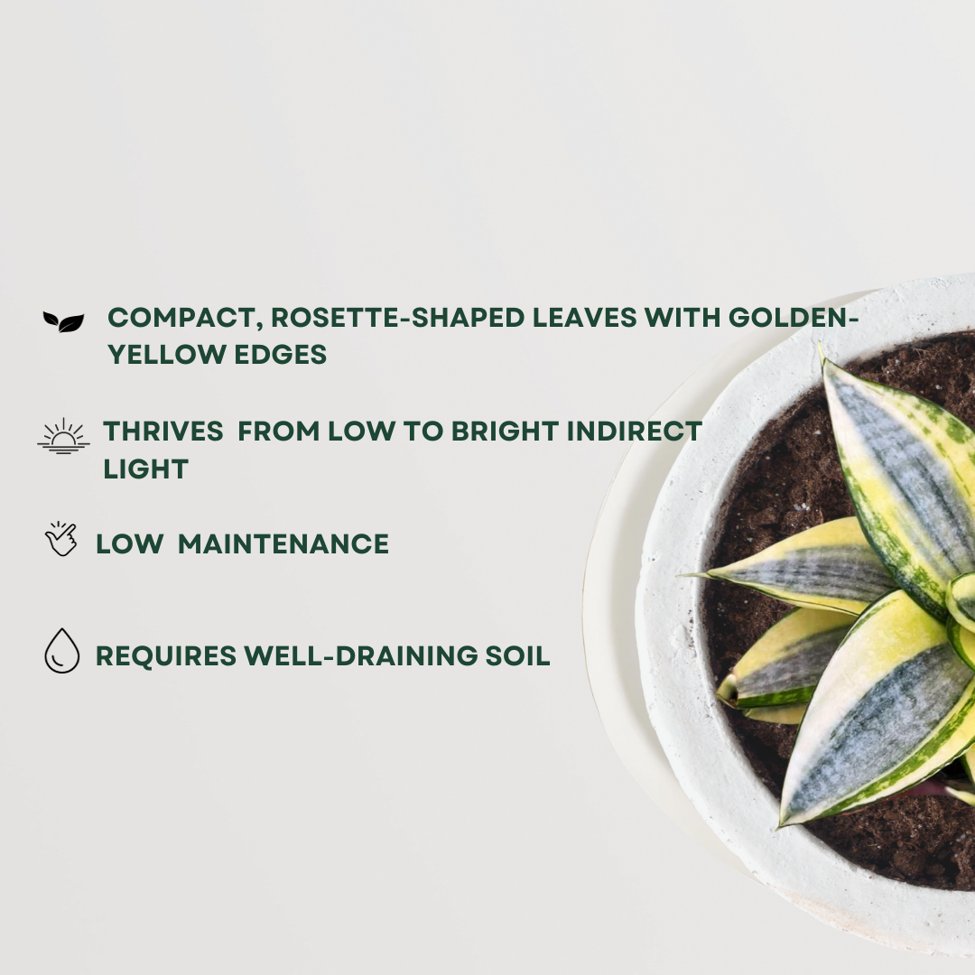 Sansevieria golden variety plant