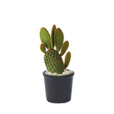 Bunny ears cactus – indoor succulent